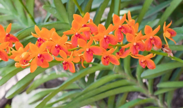 Escénico Flor Colorida Hermosa Orquídea —  Fotos de Stock