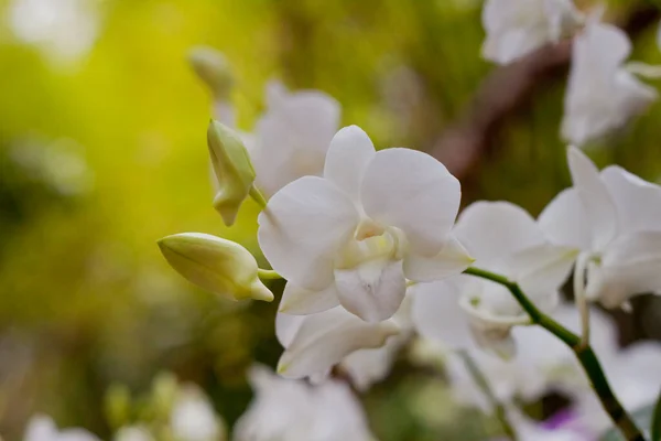 Scenico Bel Fiore Colorato Orchidea — Foto Stock