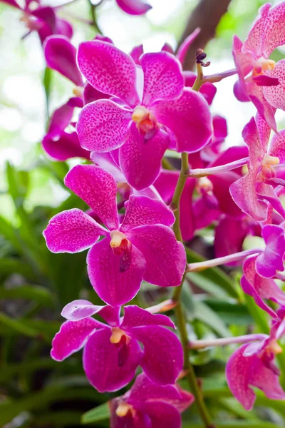 Landschaftlich Schöne Bunte Orchideenblume — Stockfoto