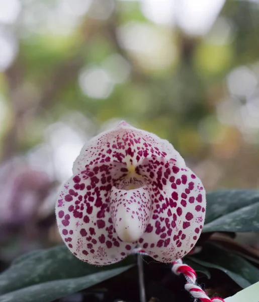 Güzel Renkli Orkide Çiçeğinin Manzarası — Stok fotoğraf