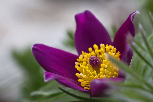 Bellissimi Fiori Sfondo Concetto Floreale — Foto Stock