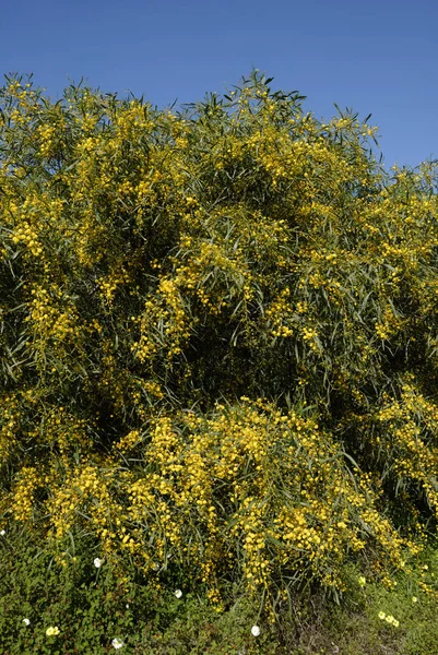 Floração Acácia Saligna Ponta Piedade Lagos Algarve Portugal — Fotografia de Stock