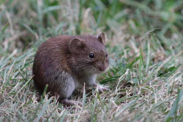 small animal, field mouse