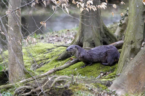 Utter Vattenlevande Djur Naturfauna — Stockfoto