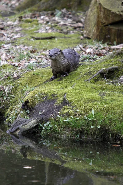 Schilderachtig Uitzicht Prachtige Vogel Natuur — Stockfoto