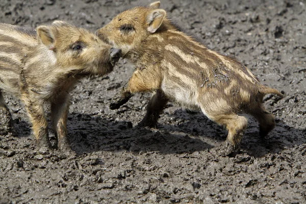 Young Animals Selective Focus — Stock Photo, Image