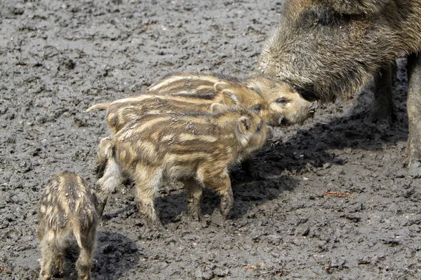 若い動物の景観 — ストック写真