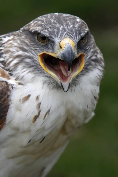 König Rauhbeiner Mäusebussard — Stockfoto