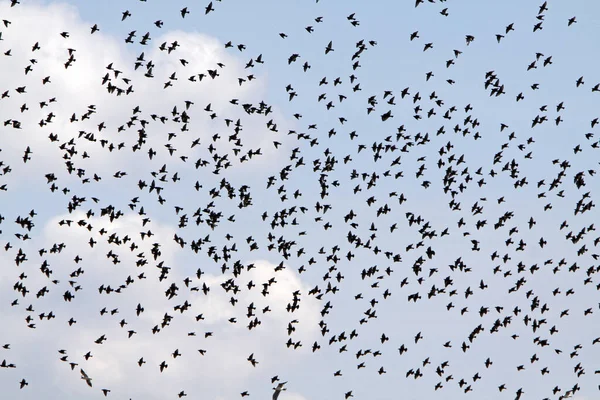 鳥の群れ スターリング — ストック写真