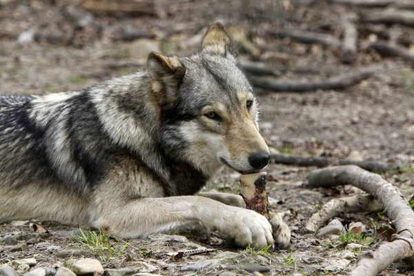 Vista Panorámica Del Lobo Salvaje Naturaleza — Foto de Stock