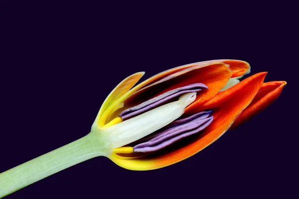 Coupe Longitudinale Une Tulipe — Photo