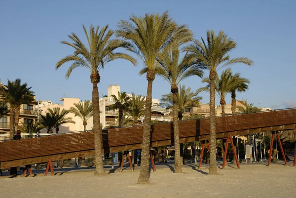 Palme Sulla Spiaggia Port Alcudia Mallorca Spagna — Foto Stock