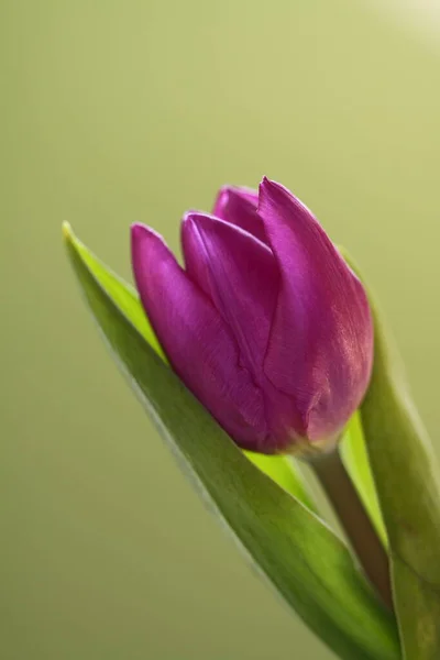 Vista Panorâmica Bela Flor Tulipa — Fotografia de Stock