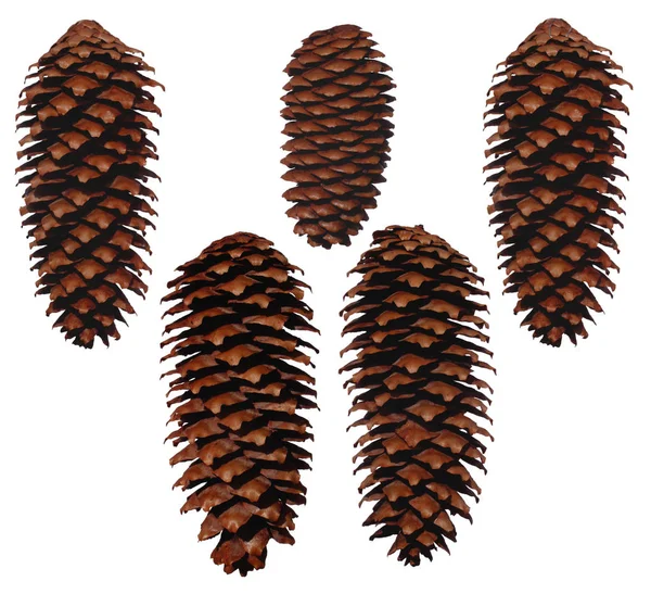 Luc Kúpok Picea Abies — Stock Fotó