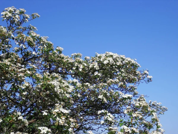 Rami Biancospino Crataegus Utilizzati Anche Incollare Angolo Vostri Scatti Paesaggistici — Foto Stock