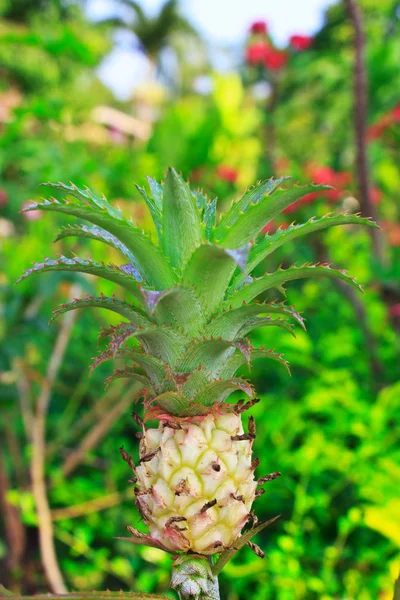 農場の若いパイナップル — ストック写真