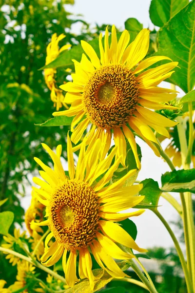Beautiful Yellow Sunflower Garden — Stock Photo, Image