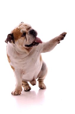 dog english bulldog winks and shows with paw clipart