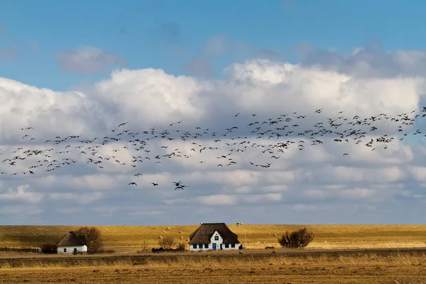 Troupeau Oiseaux Sur Terrain Campagne — Photo