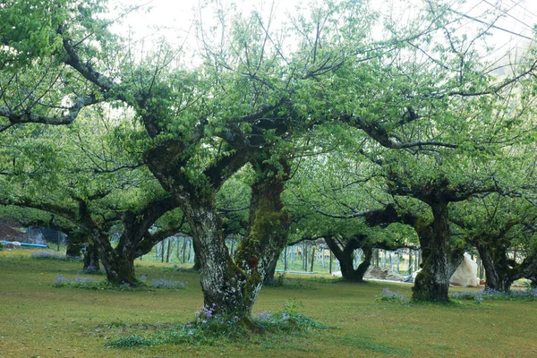 Träd Med Mossa Grön Skog — Stockfoto