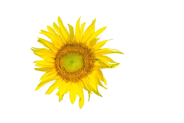 Güzel Sarı Ayçiçeği Mavi Gökyüzü Arka Plan — Stok fotoğraf