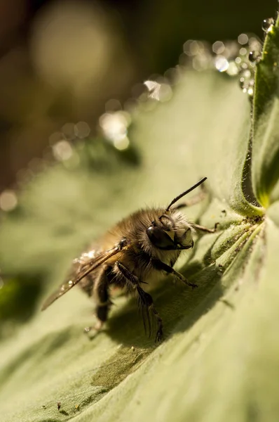 Vista Primer Plano Hermoso Insecto Abejorro — Foto de Stock