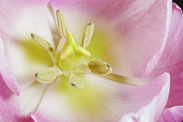 Stameny Tulipana — Zdjęcie stockowe