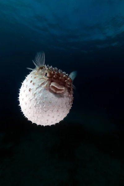 Burrfish Maculato Giallastro Utilizzando Suo Sistema Difesa — Foto Stock