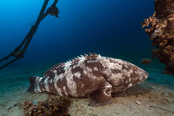 Malabargrouper Röda Havets Tropiska Vatten — Stockfoto