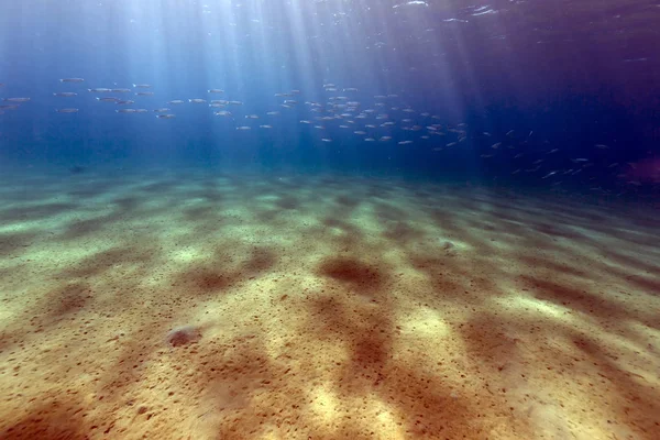 Les Eaux Tropicales Mer Rouge — Photo