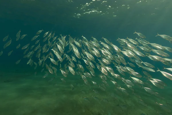 Striped Mackerel Red Sea — Stock Photo, Image