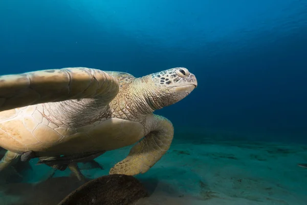 Tartaruga Verde Femminile Nel Mar Rosso — Foto Stock