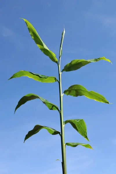 ginger plant. ginger is one of the more well-known kitchen herbs and spices.