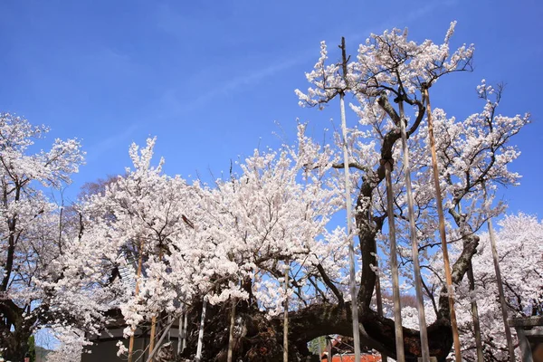 벚나무의 — 스톡 사진