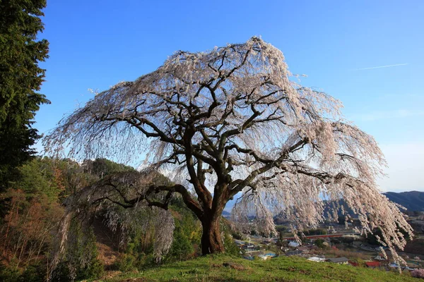 Okkazuma Shidarezakura Kullen Yamanashi Japan — Stockfoto