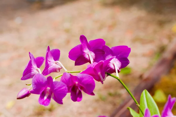 Scenic Beautiful Colorful Orchid Flower — Stock Photo, Image