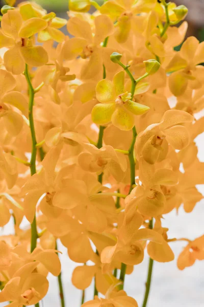 Festői Gyönyörű Színes Orchidea Virág — Stock Fotó