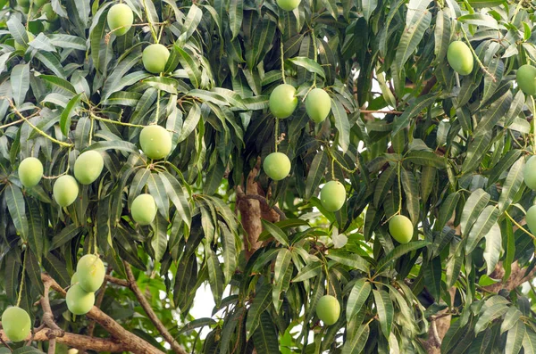 Vista Cerca Árbol Mango Con Fruta Inmadura — Foto de Stock