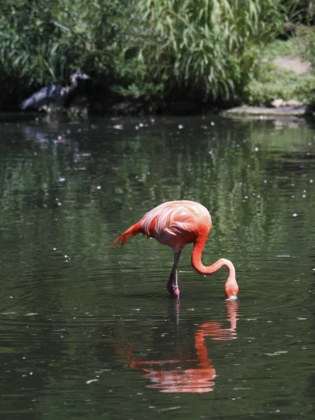 Vista Panorâmica Belo Pássaro Flamingo Natureza — Fotografia de Stock