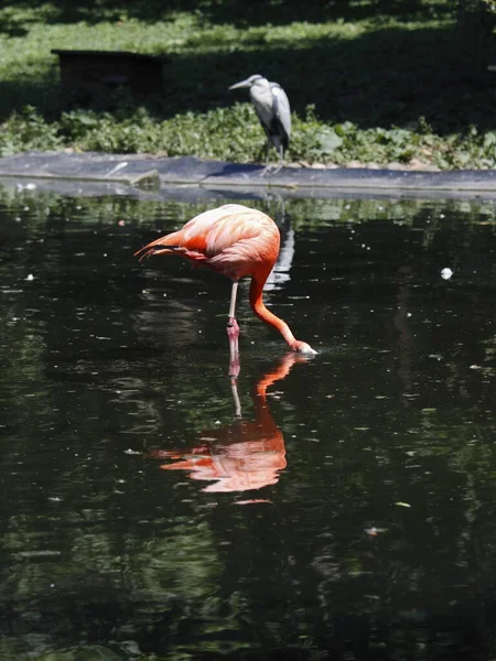 Vedere Pitorească Frumoasei Păsări Flamingo Natură — Fotografie, imagine de stoc