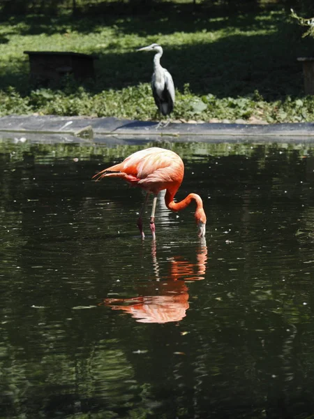 自然の中での美しいフラミンゴの鳥の景観 — ストック写真