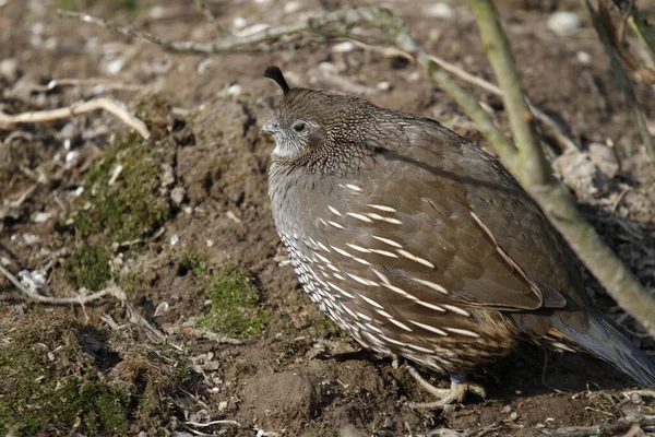 Vista Hermoso Pájaro Naturaleza — Foto de Stock