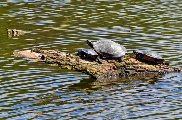 Reptiel Schildpad Dier Natuur Fauna — Stockfoto