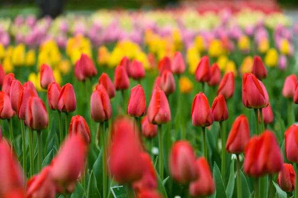 Jarní Tulipány Květiny Okvětní Lístky Flóra — Stock fotografie