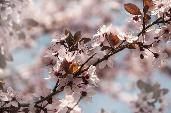 Vår Blomma Blommor Träd — Stockfoto