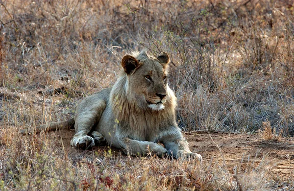 Löwin Den Steppen Afrikas — Stockfoto