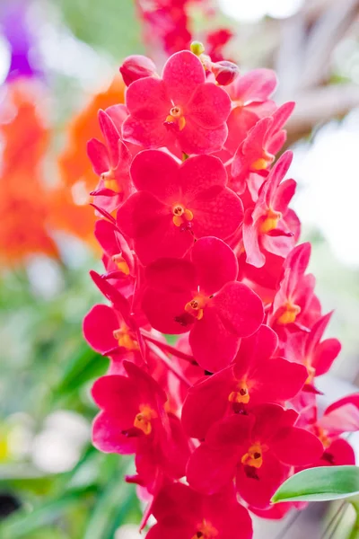 Scenic Beautiful Colorful Orchid Flower — Stock Photo, Image