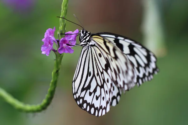 Nahaufnahme Von Wanzen Der Wilden Natur — Stockfoto