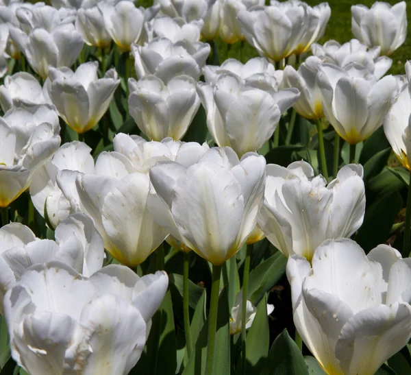 Biały Tulipan Willi Taranto — Zdjęcie stockowe