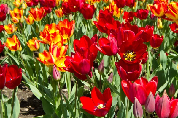 Wiosenne Kwiaty Tulipanów Płatki Flory — Zdjęcie stockowe